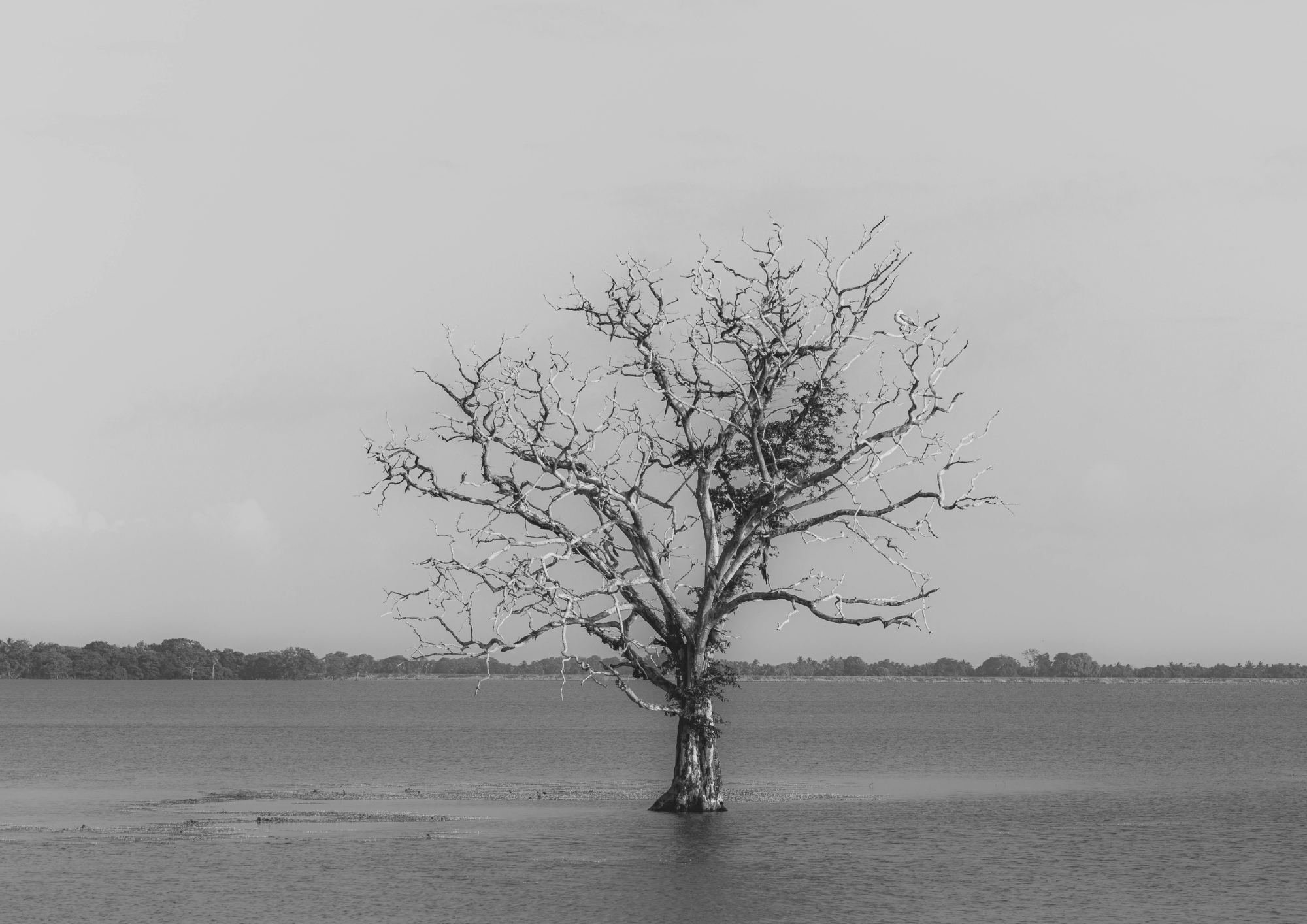 La Nina