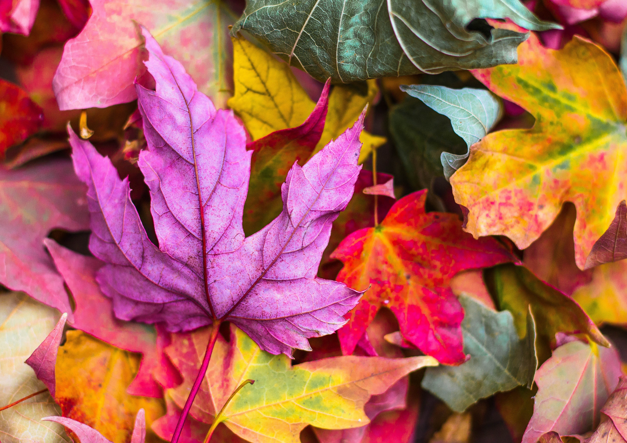 Why Leaves Change Colour In Fall